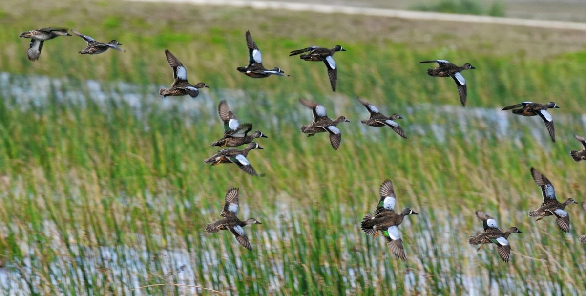 Охота и рыбалка