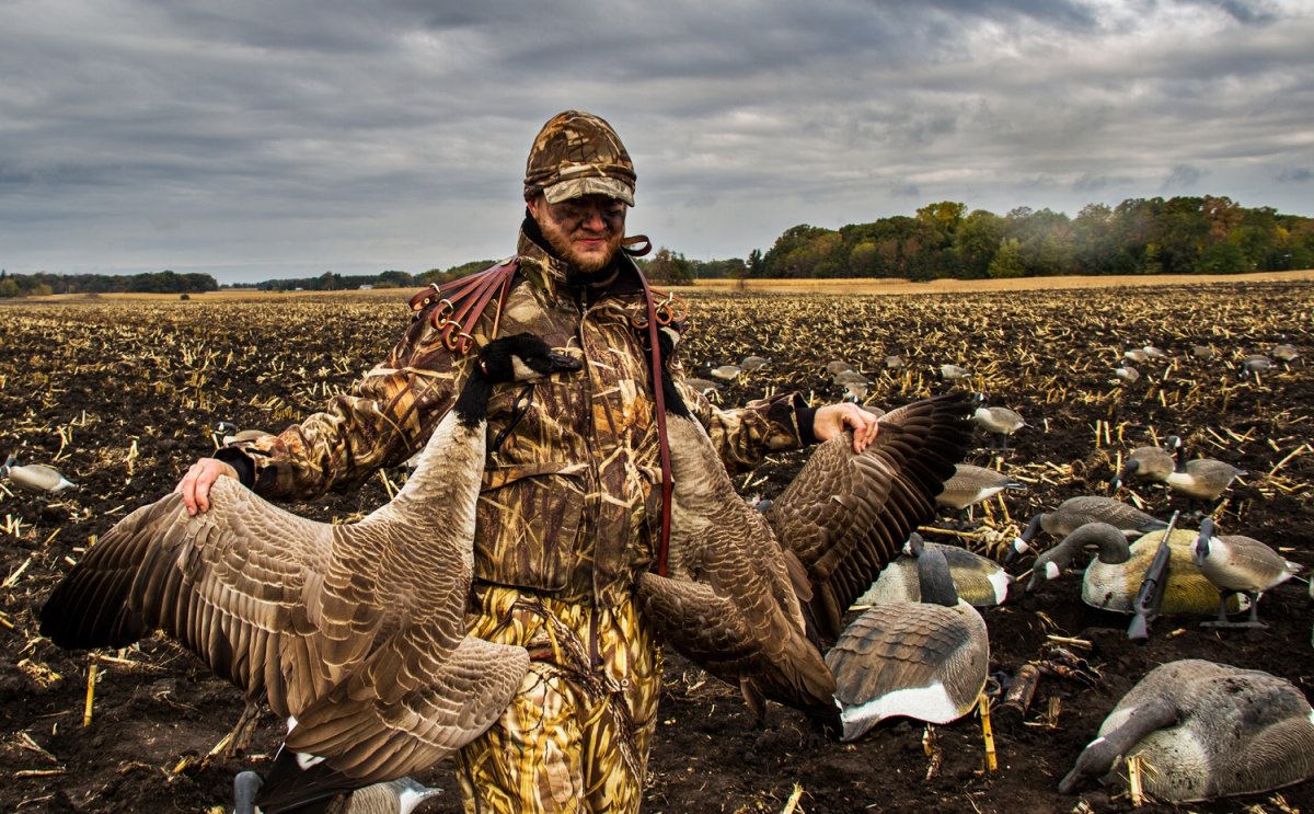 Кряква утка крыжень