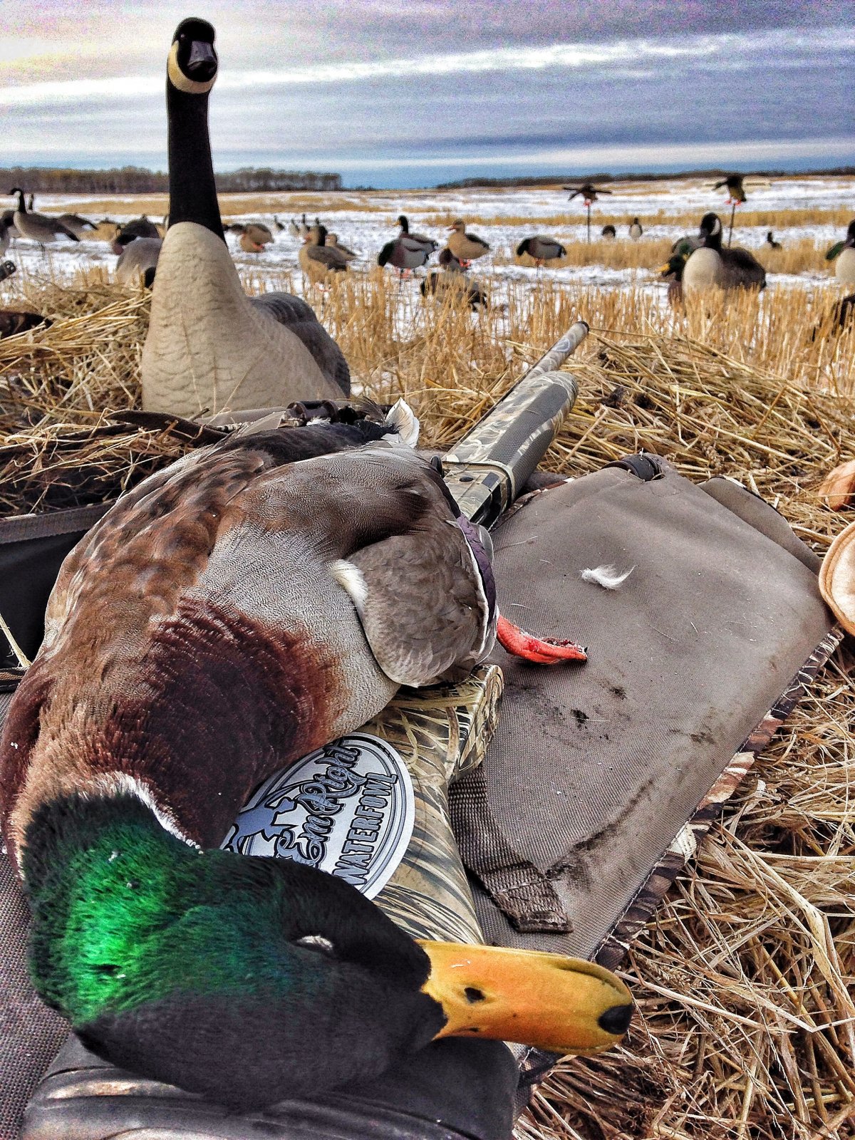 Озеро Селигер дикий Гусь