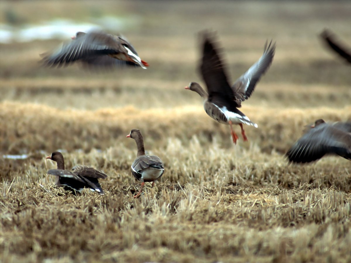 Утки улетают
