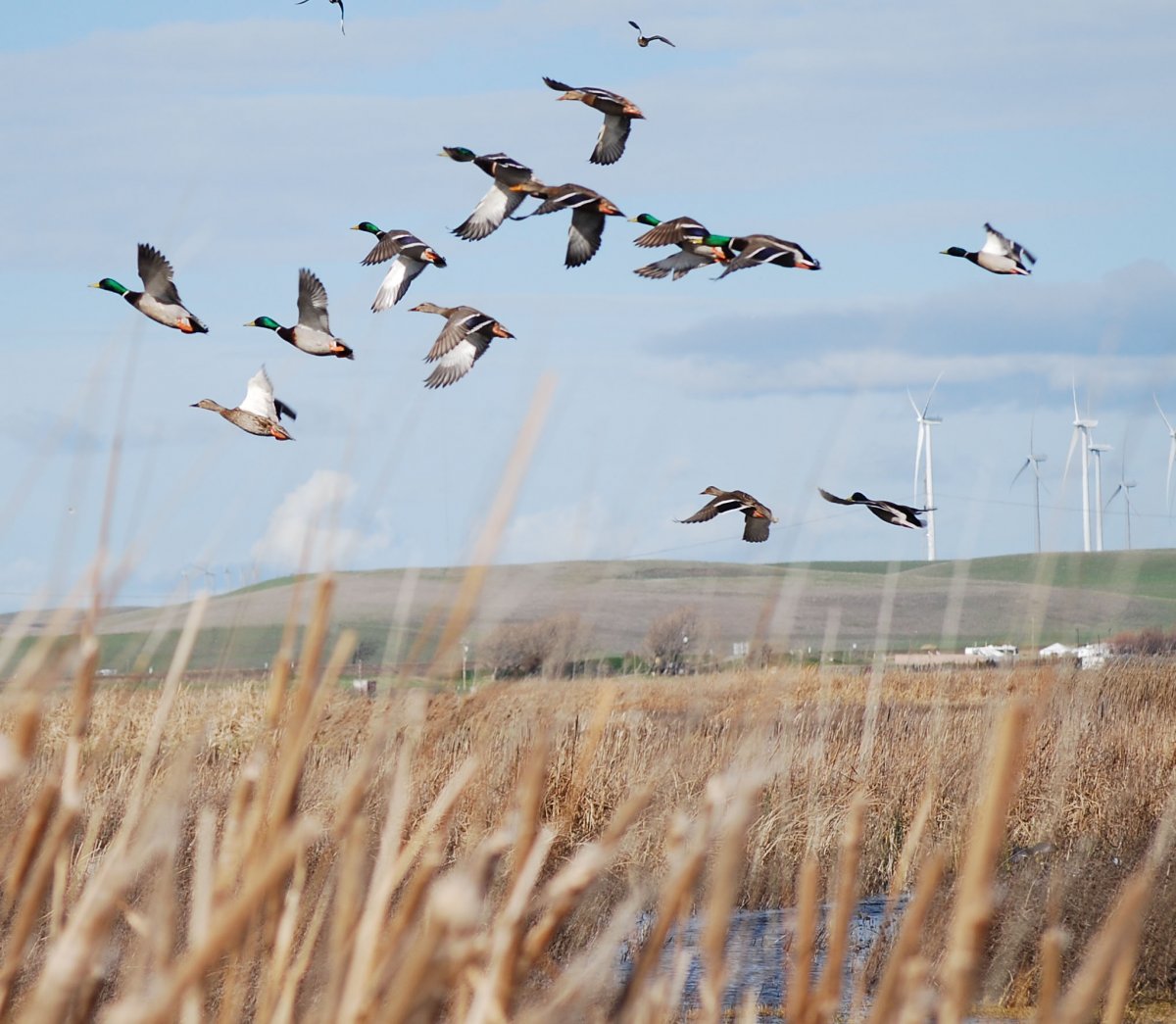 Озеро Селигер дикий Гусь