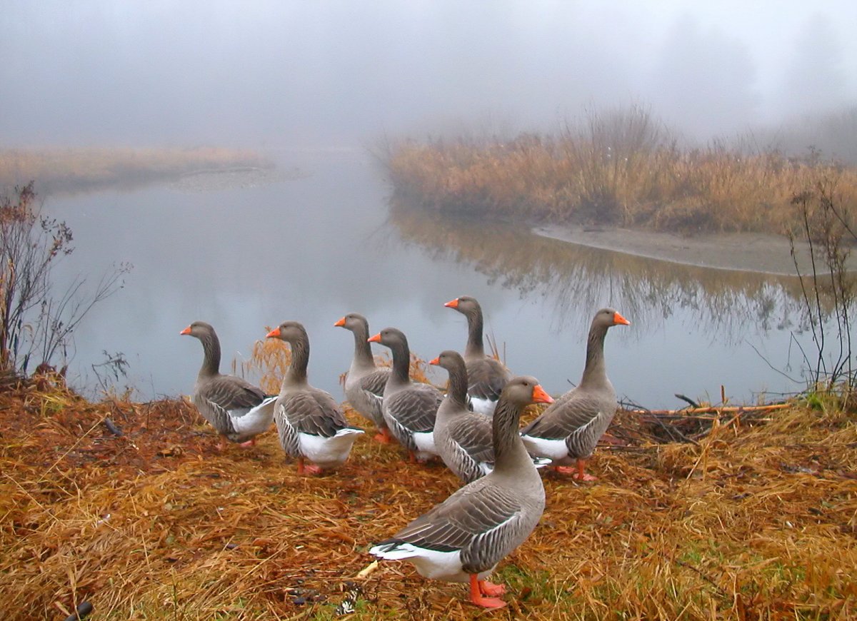 Весенняя охота на пернатую дичь