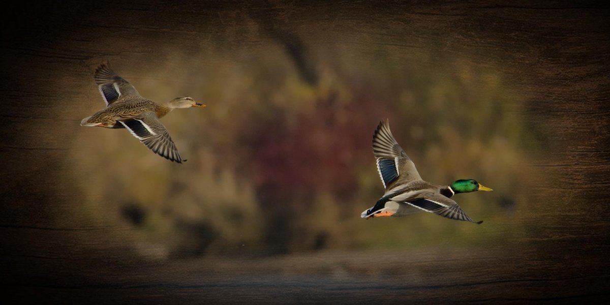 Штат Массачусетс охота на уток