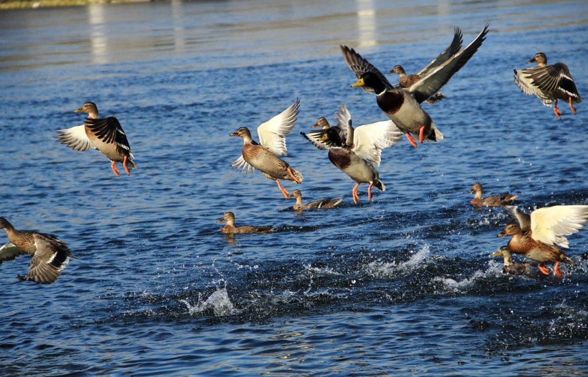 Птицы над болотом
