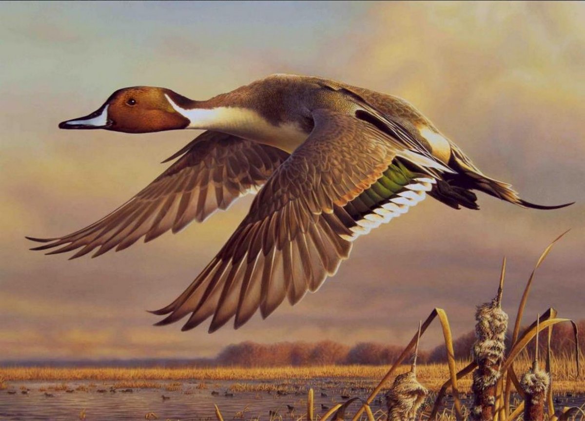 Дикие утки картины