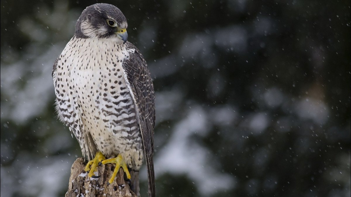 Птица Сокол дербенник