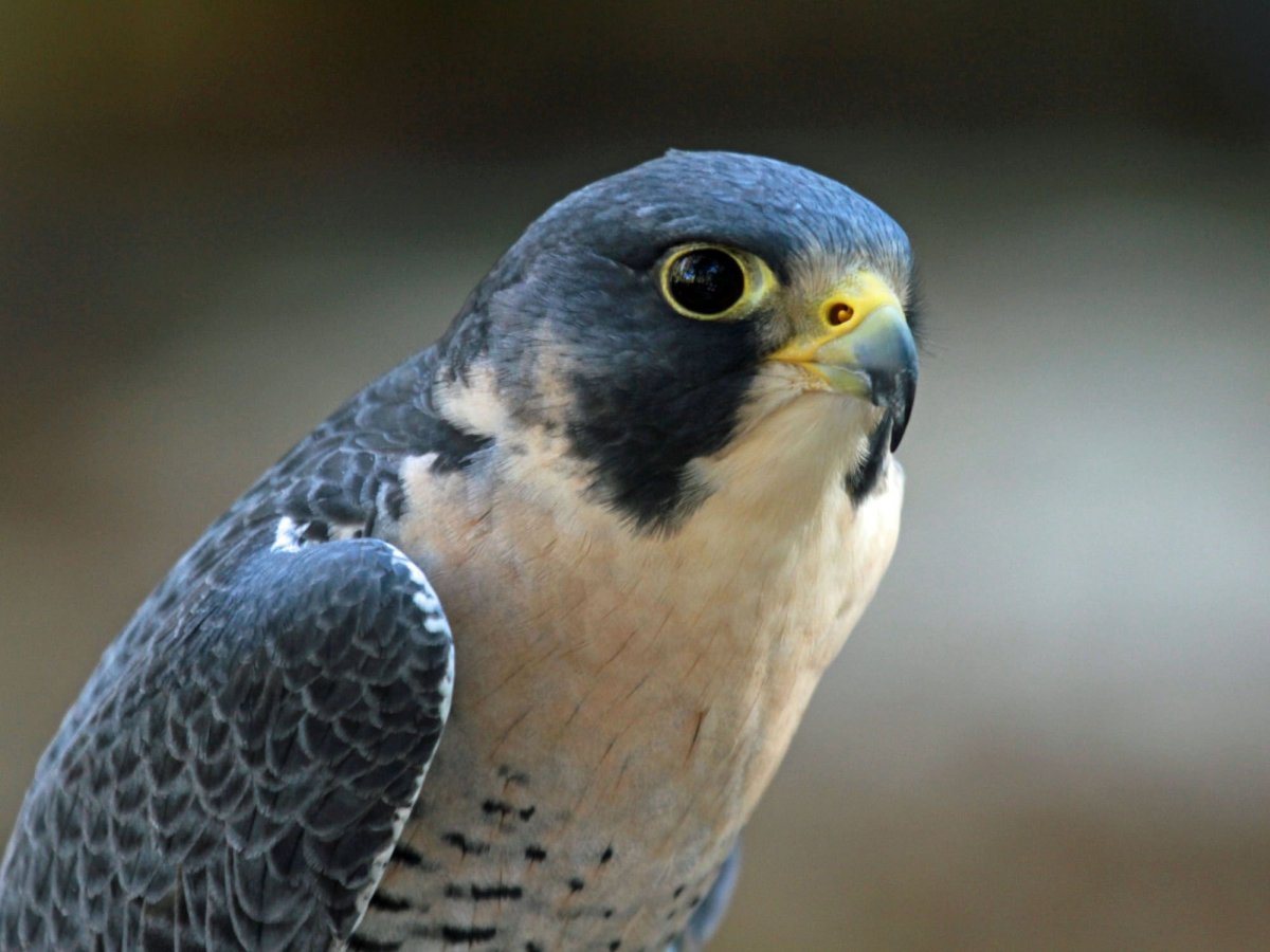 Сапсан птица