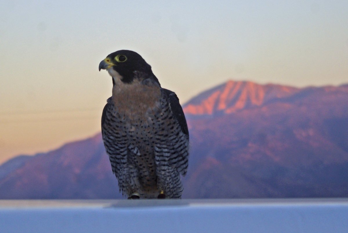 Сапсан птица и поезд