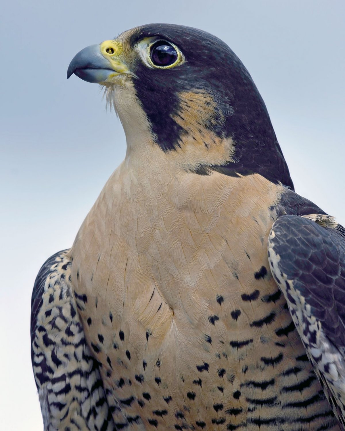 Сокол Сапсан птица