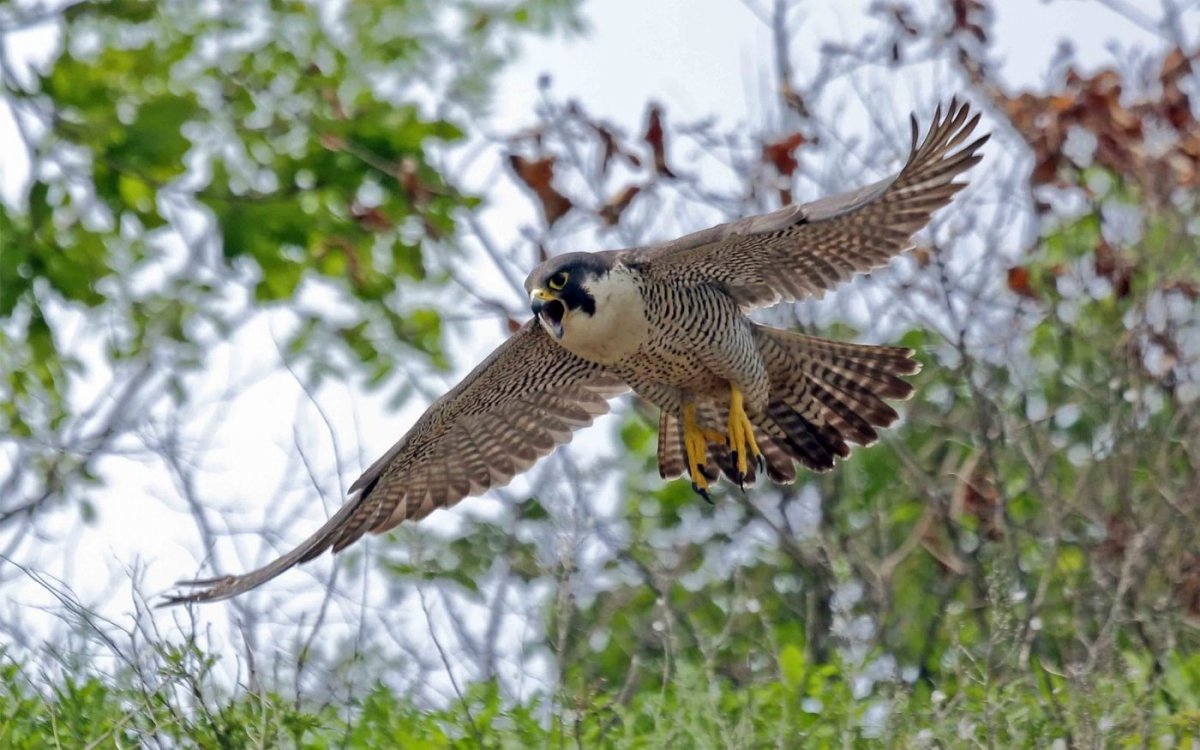 Сокол Сапсан в тундре