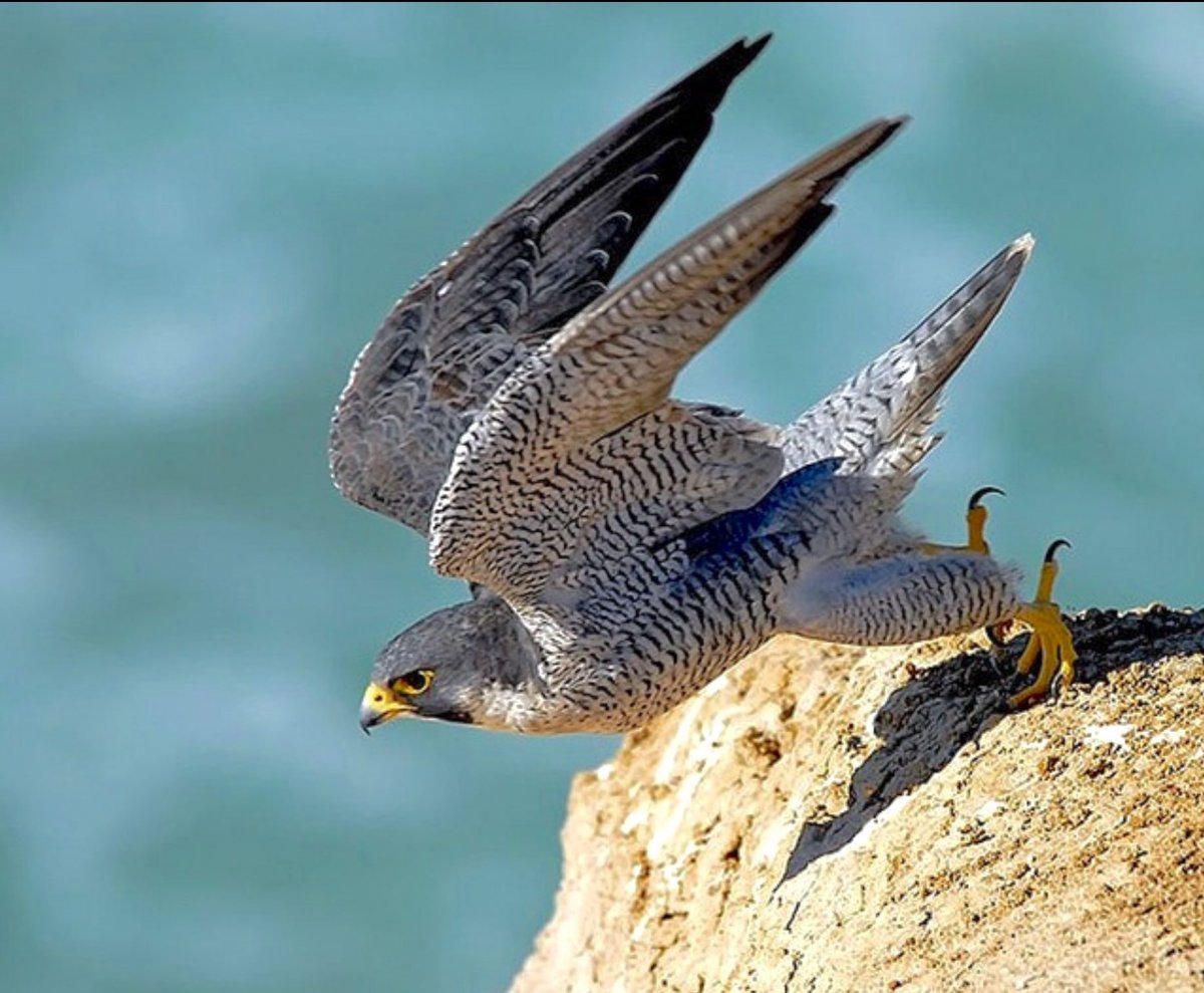 Сокол Сапсан пикирует