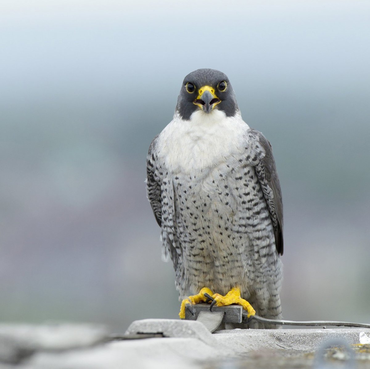 Сапсан птица фото для обоев