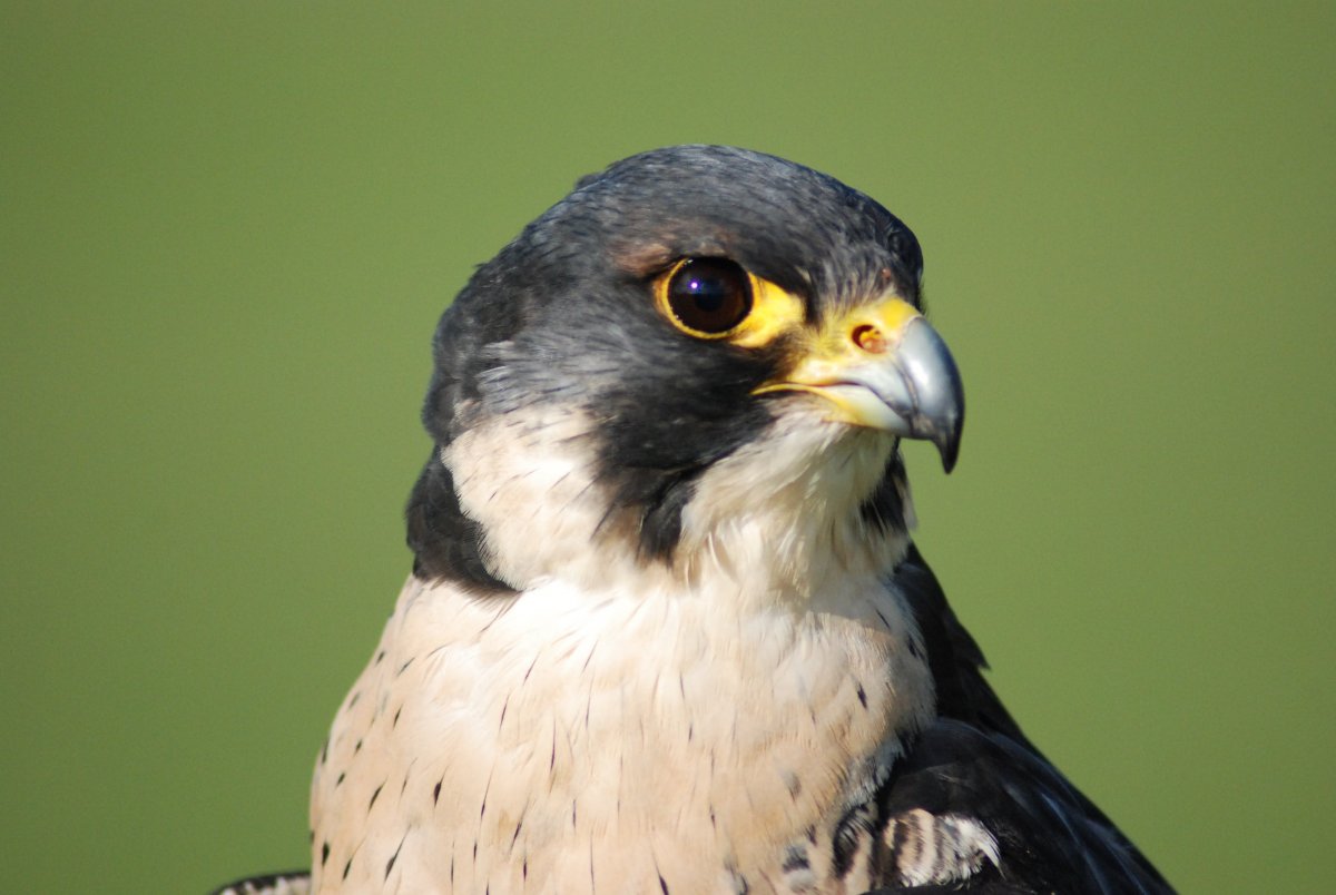 Таймырский заповедник Сокол Сапсан