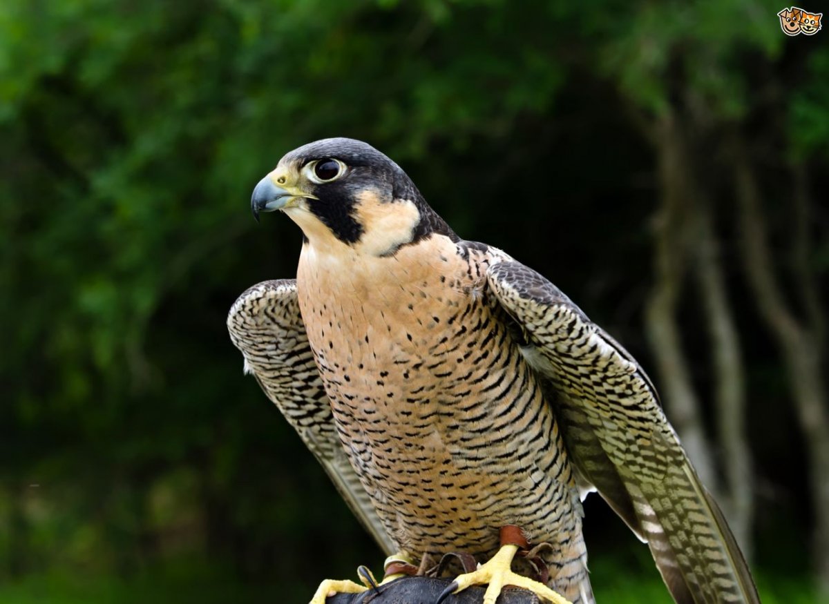 Сокол Перегрин