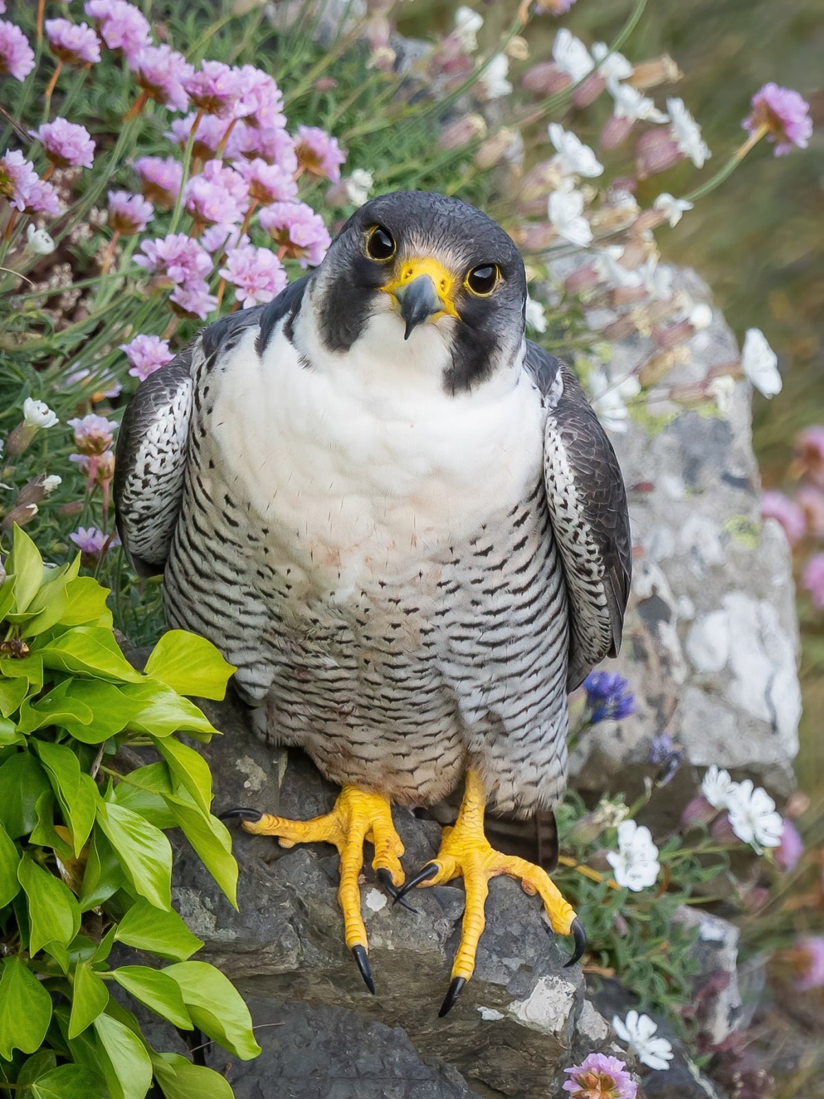 Сокол Сапсан самец