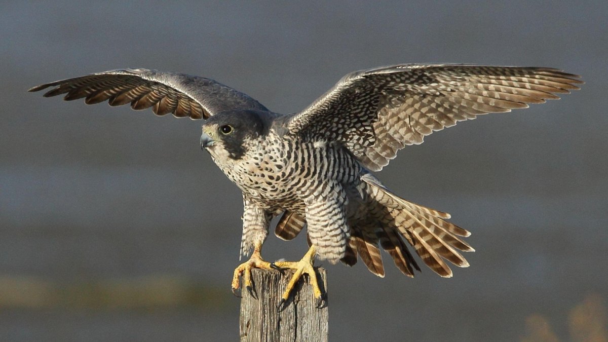 Сокол Сапсан птица