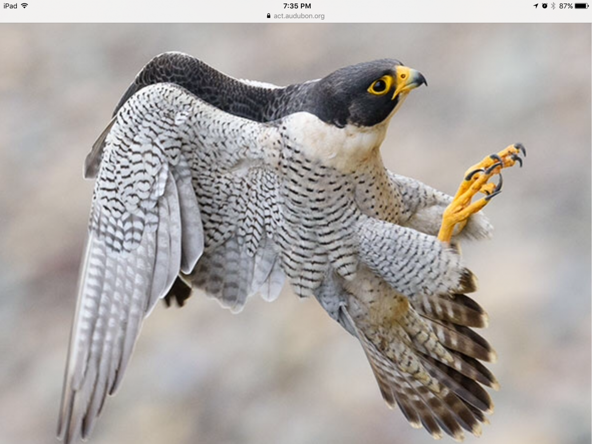 Сокол Сапсан самец