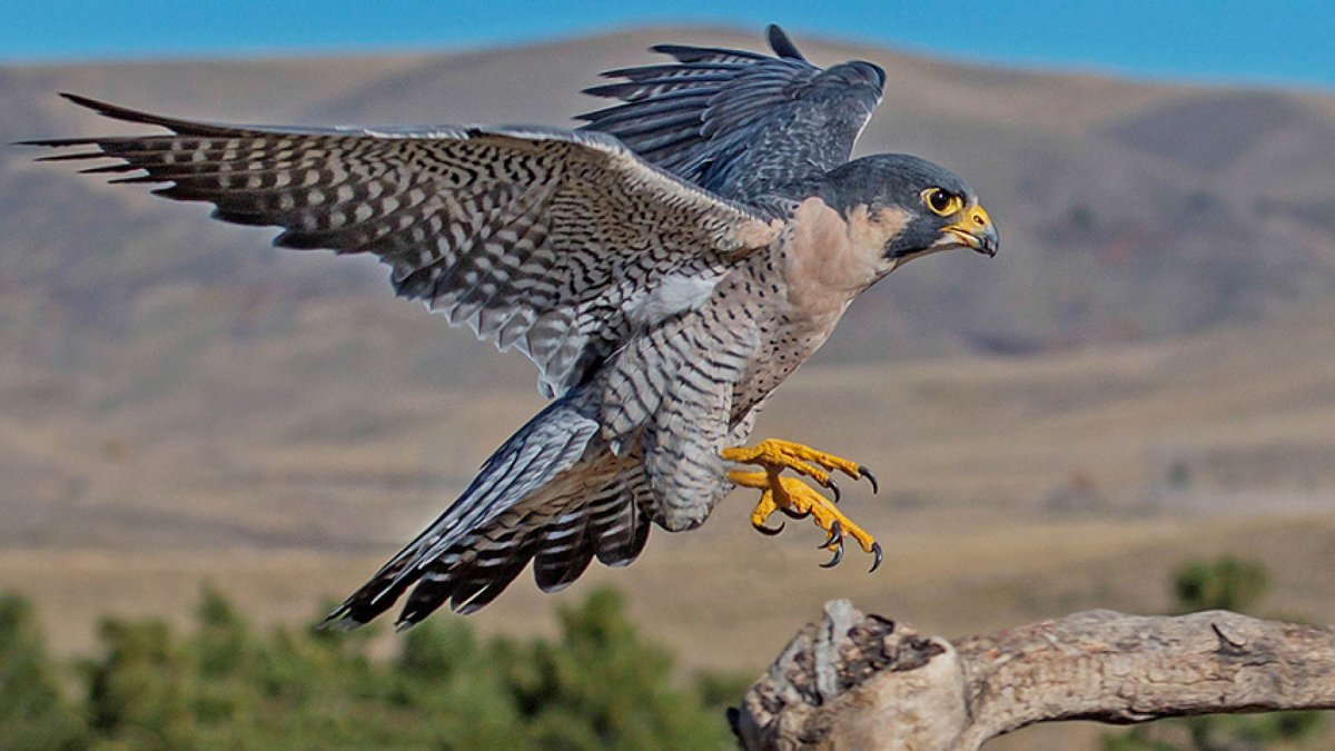 Сокол Сапсан