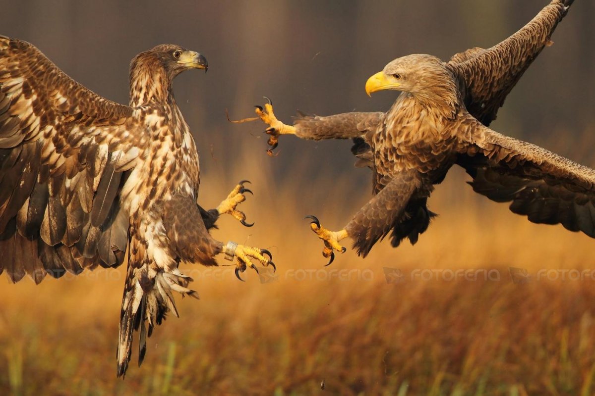 Хищные птицы мира