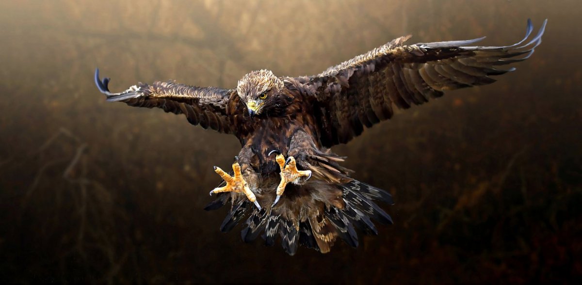 Орёл Беркут в атаке