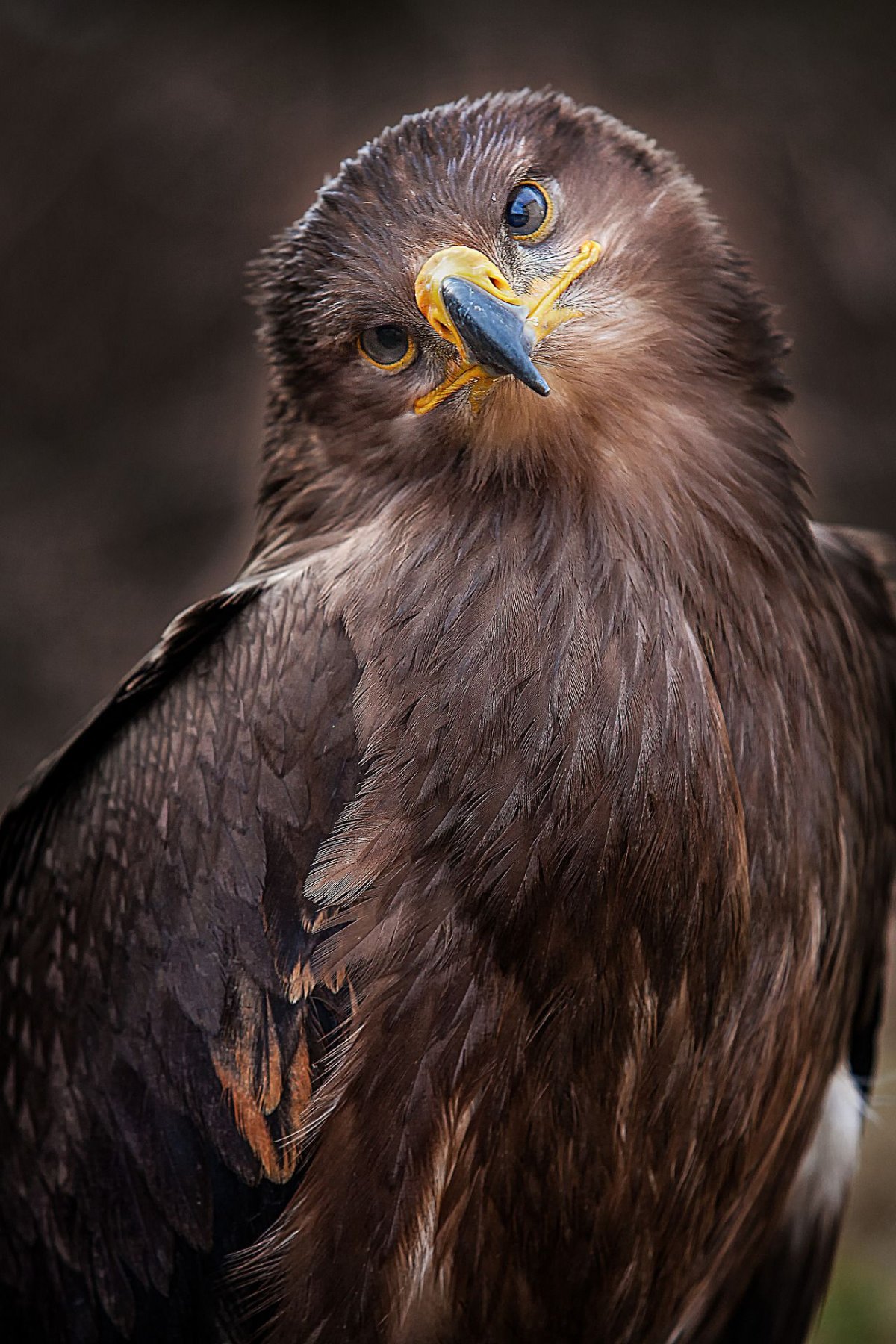 Хищные птицы орёл Беркут