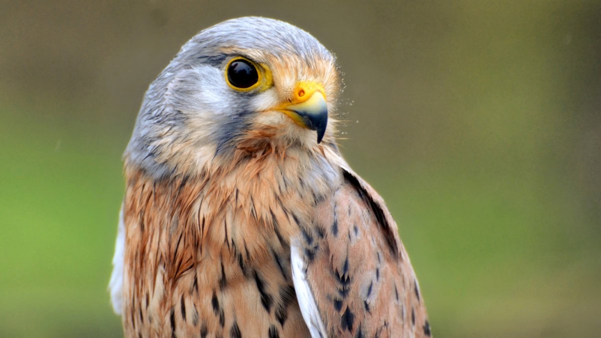 Маленькие птицы хищники