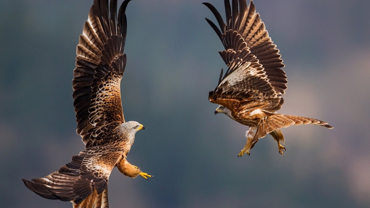 Орел ястреб Сокол Коршун Беркут