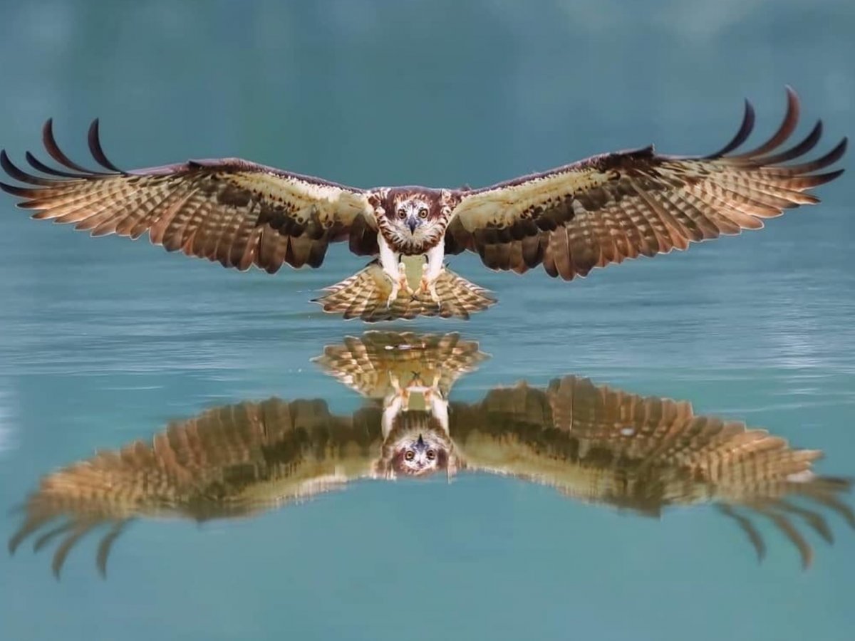 Хищные птицы Кадр