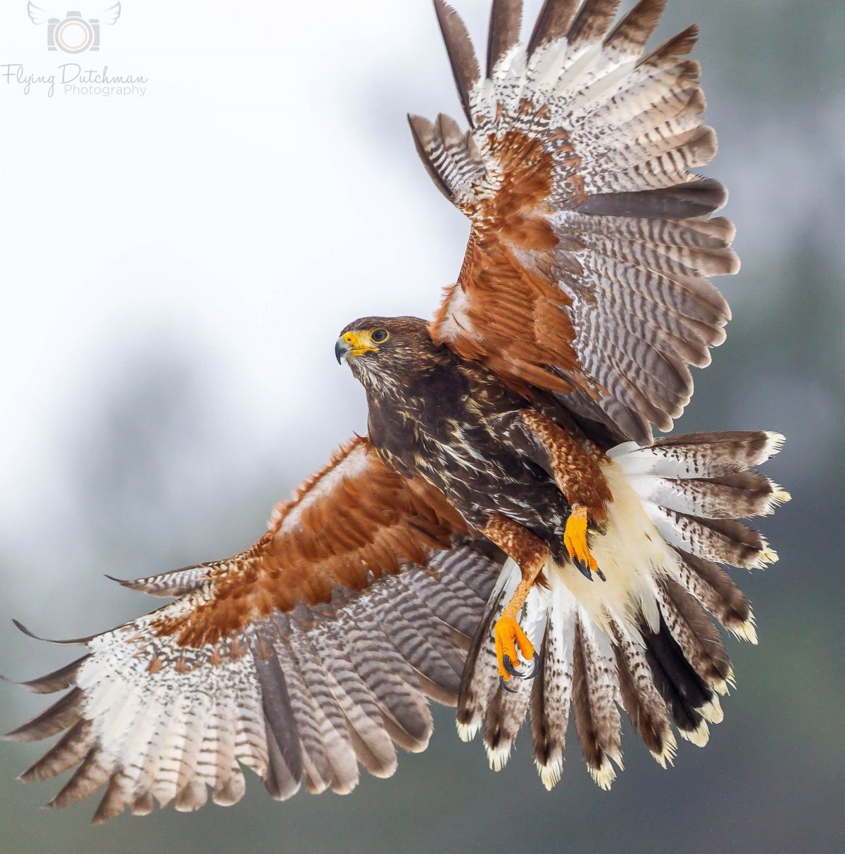 Коршун тетеревятник