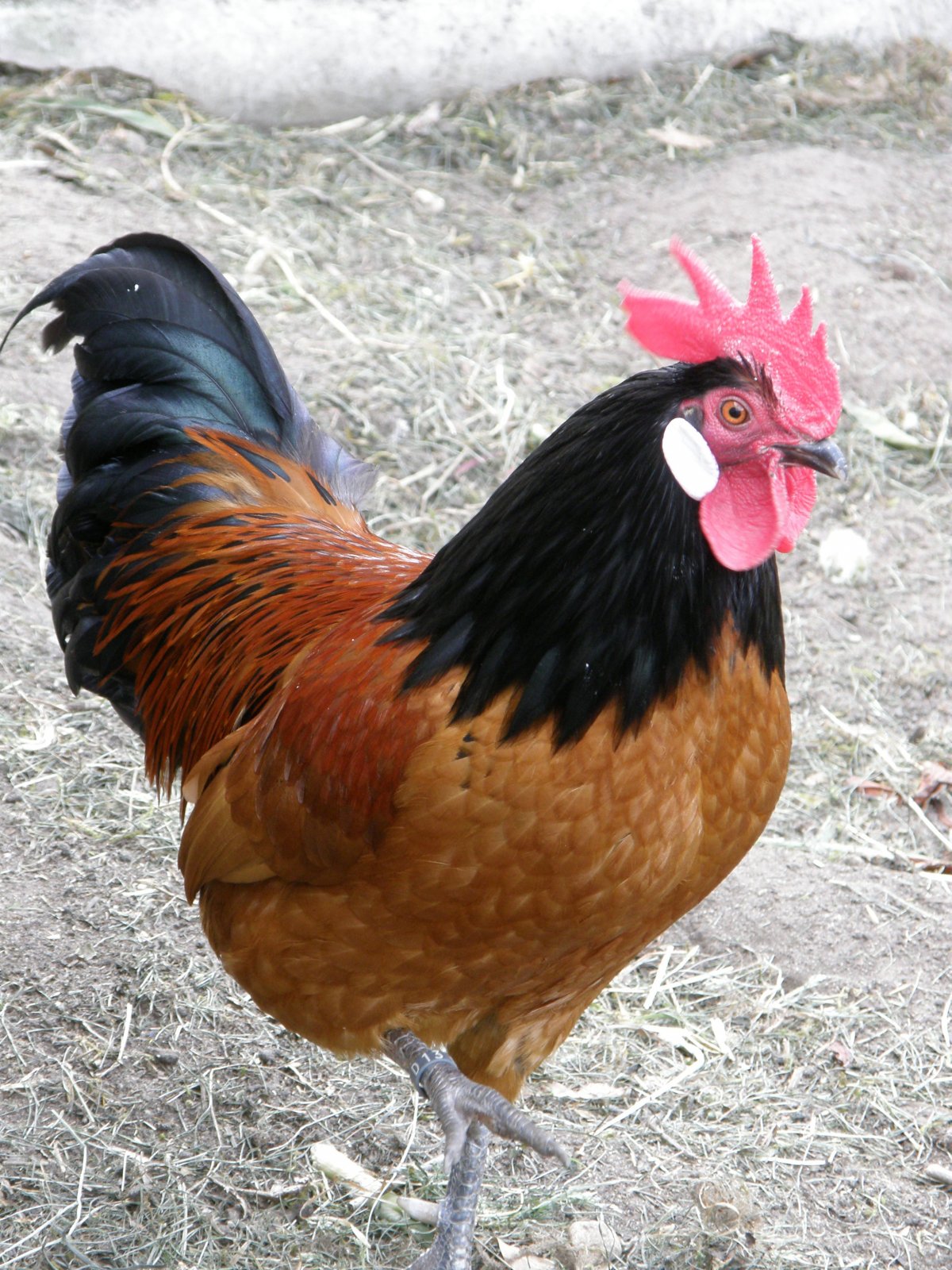 Рейнская порода кур