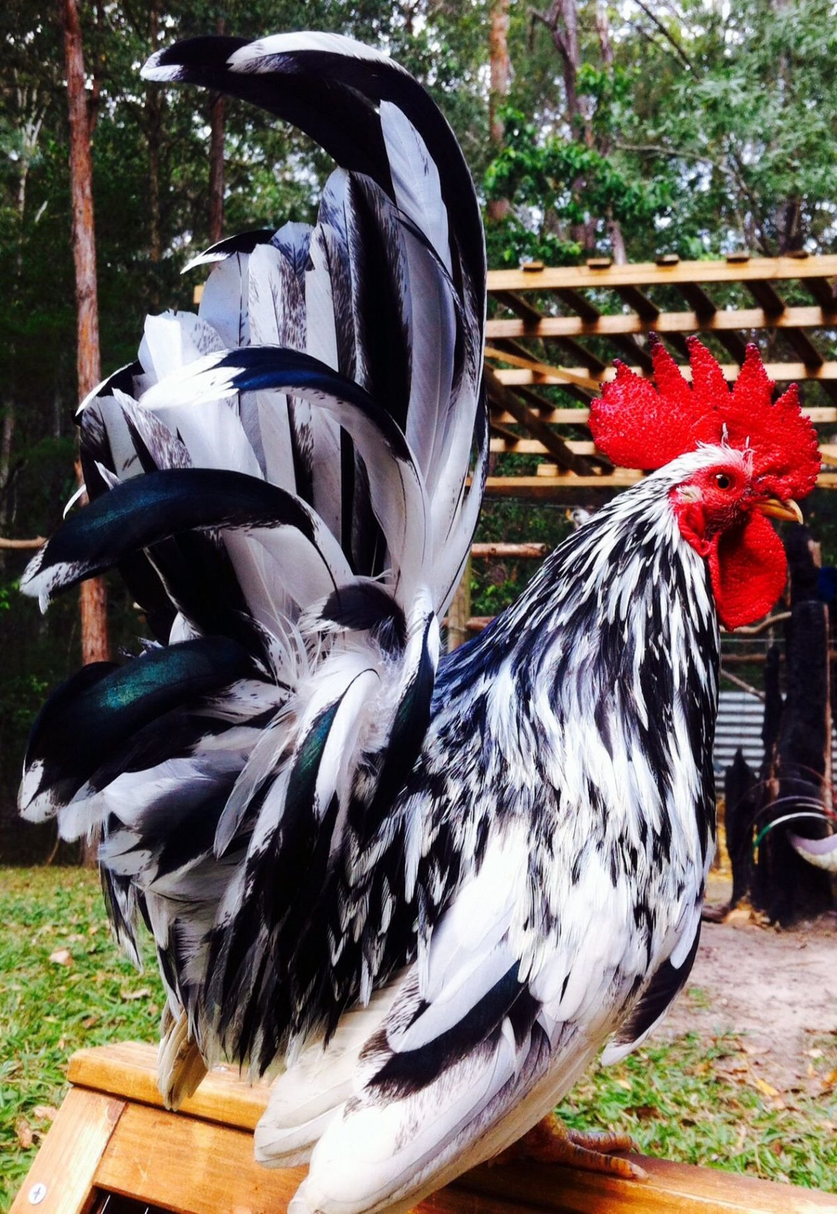 Петух породы бентамка