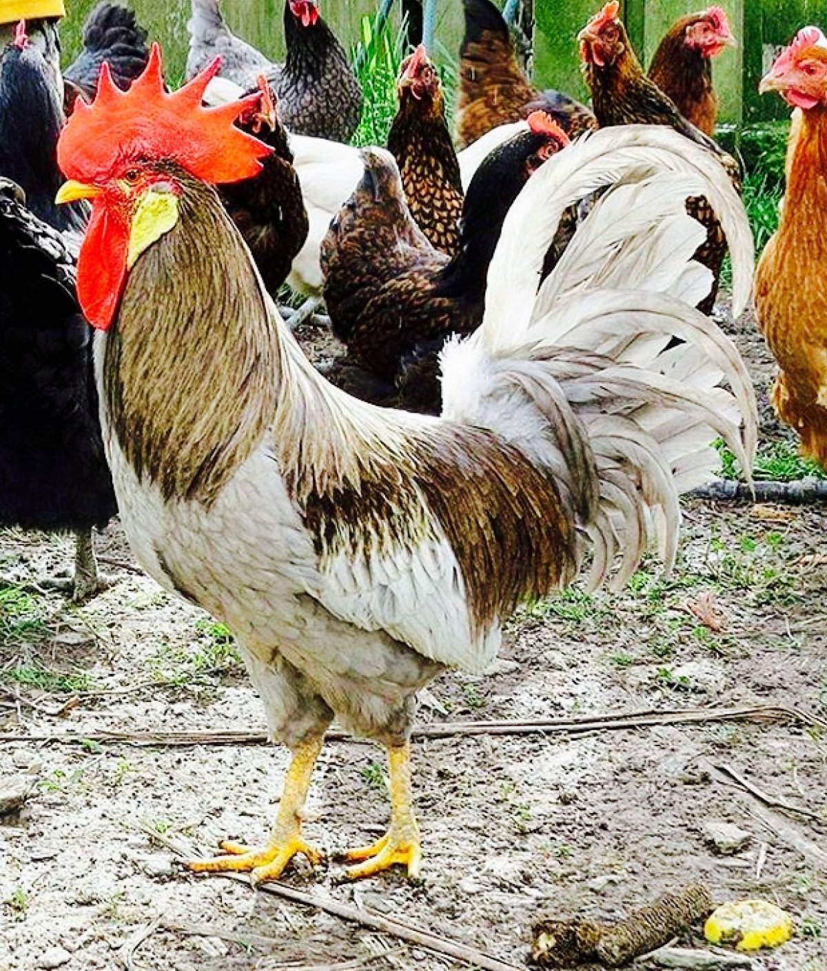 Породистые петухи