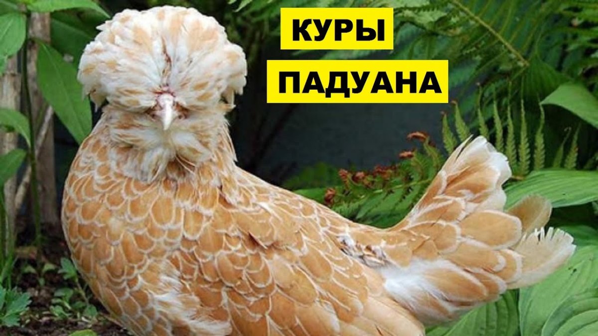 Хохлатая Курочка падуан