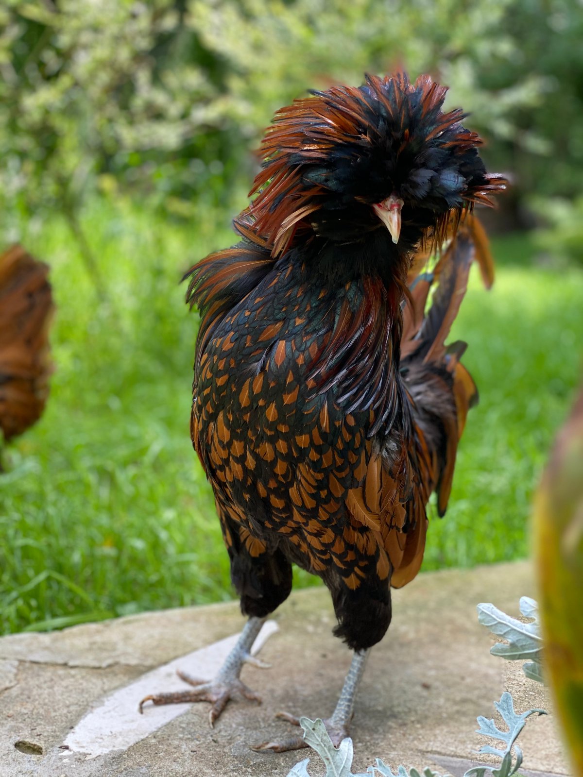 Падуан Шамоа