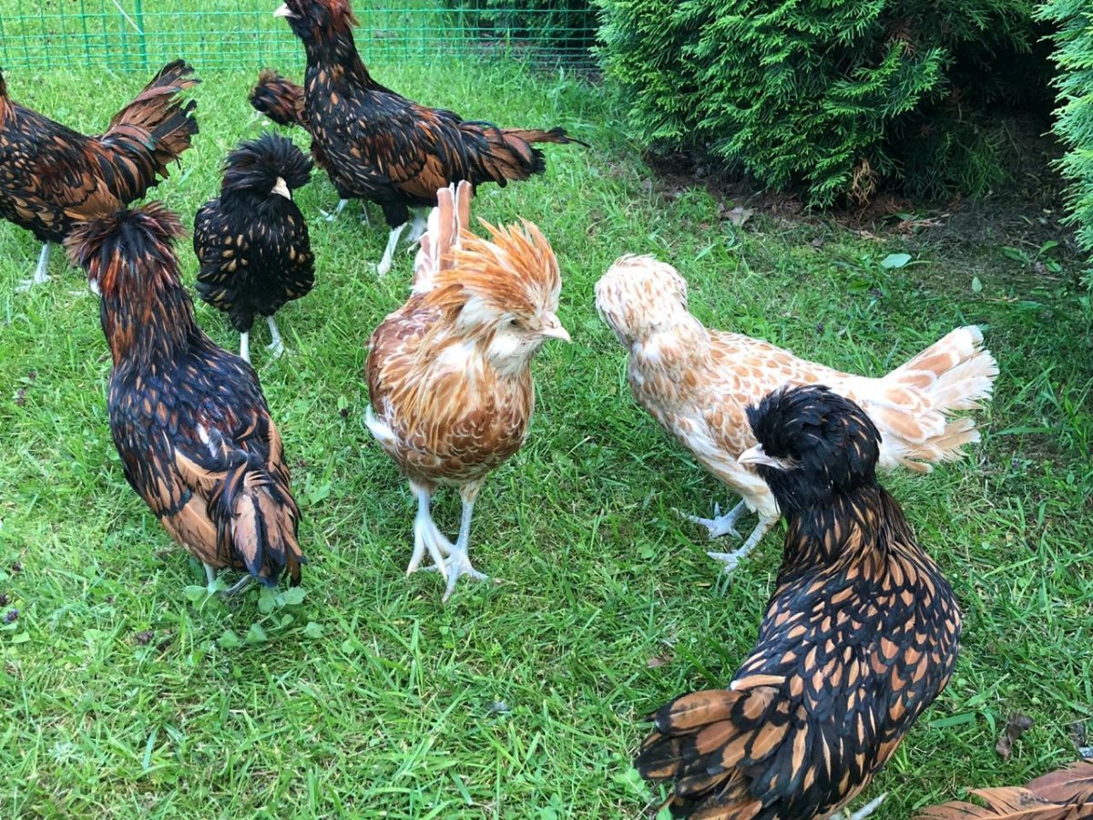 Падуан Шамоа порода