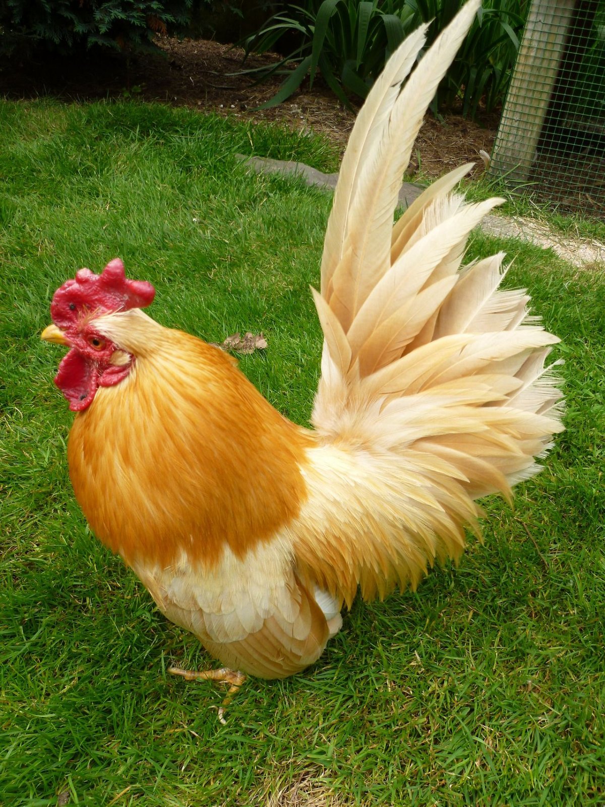 Куритса Бантам