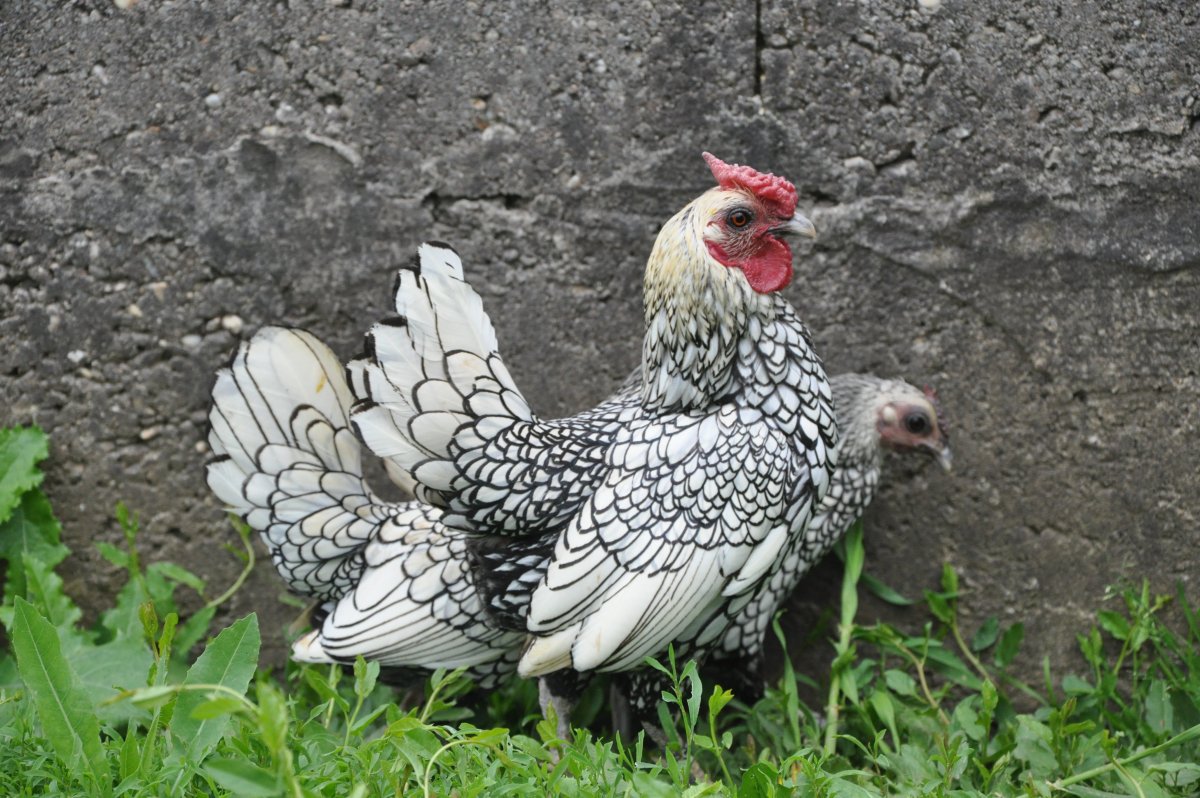 Бентамка Сибрайт