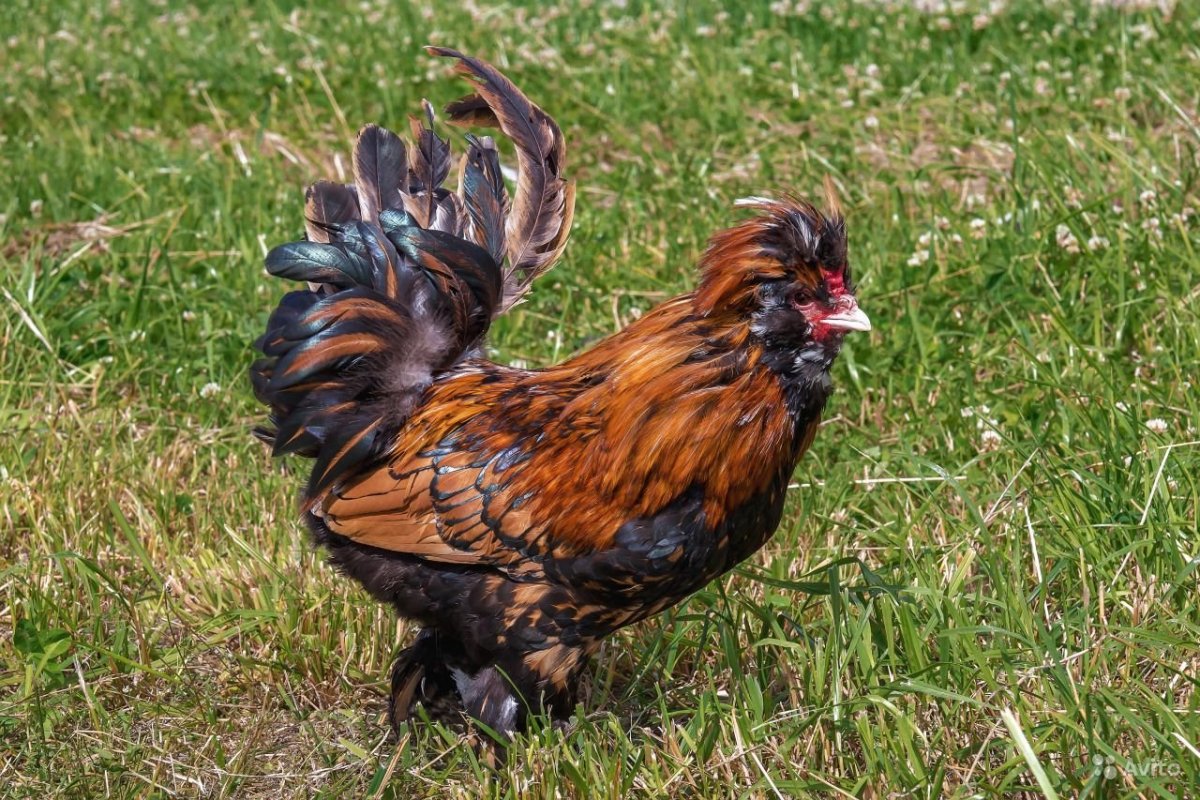 Павловская хохлатая порода кур