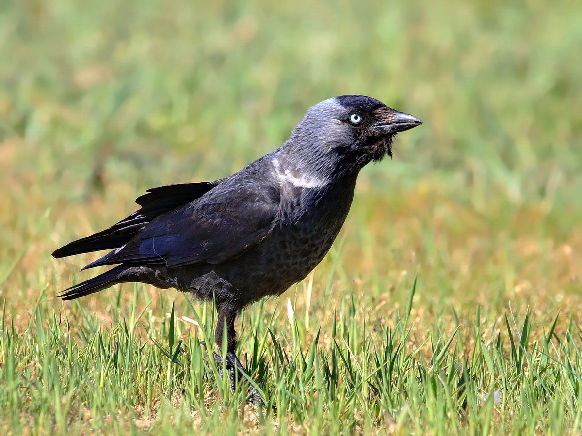 Галка (Corvus monedula)
