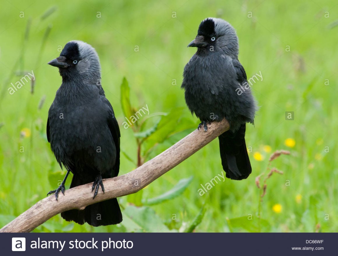 Галчонок птица