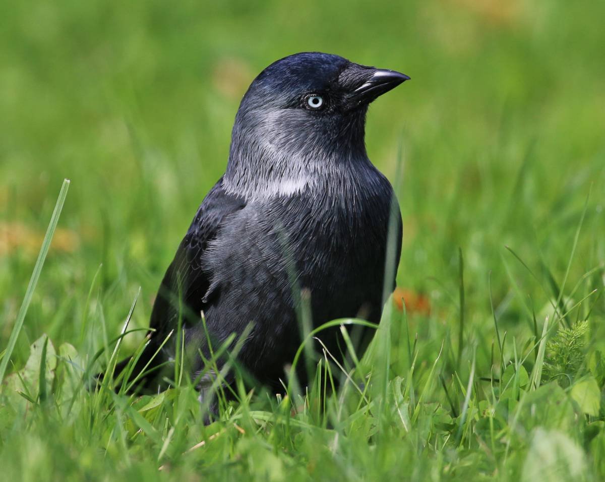 Галка (Corvus monedula)