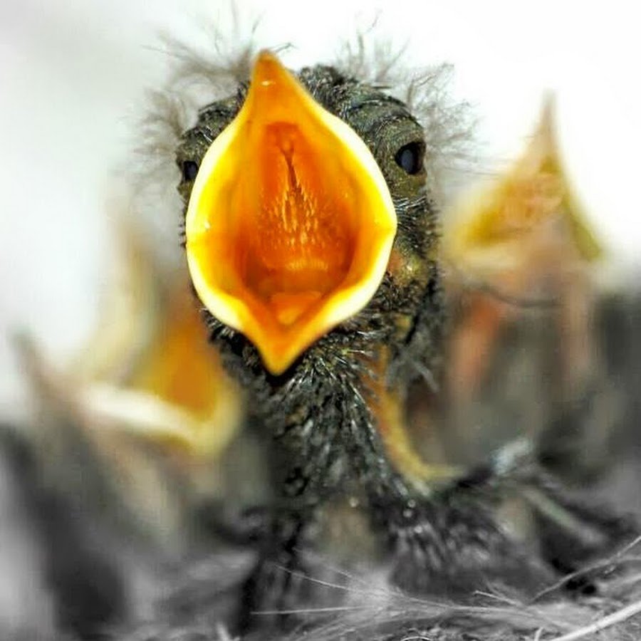 Арктическая ворона