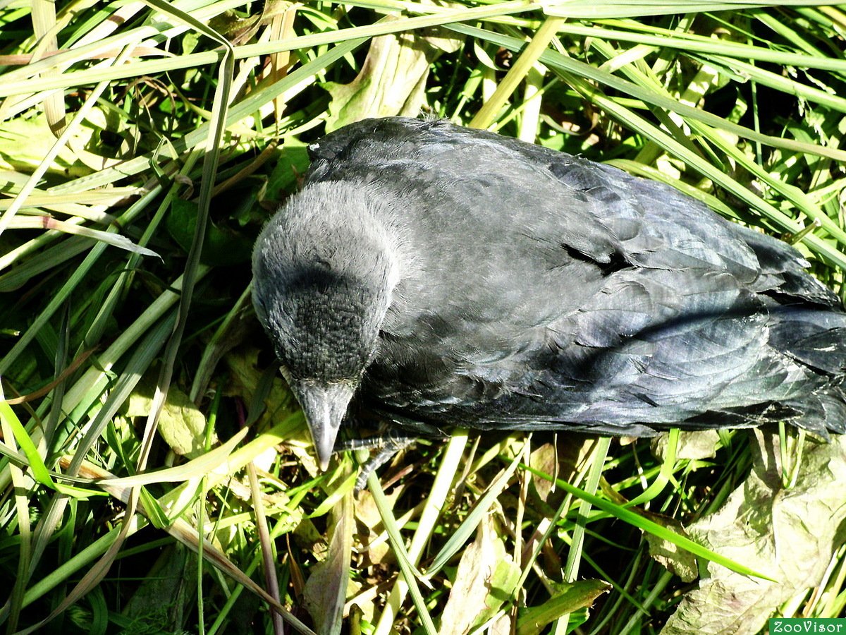 Галчонок фото