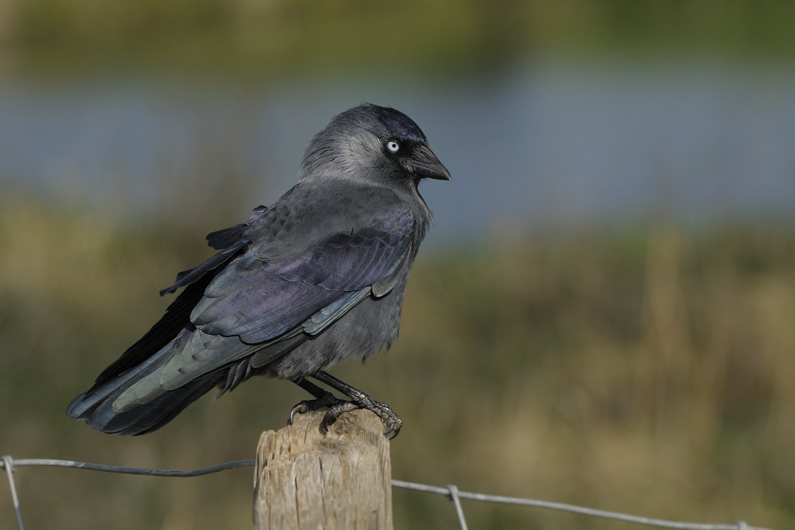 Маленький Галчонок