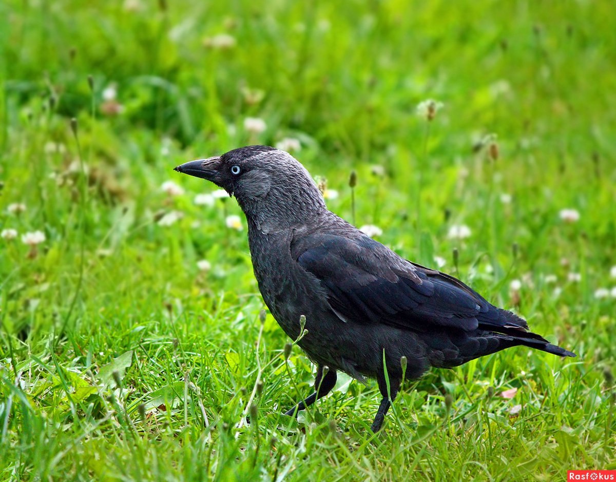 Болотная Галка