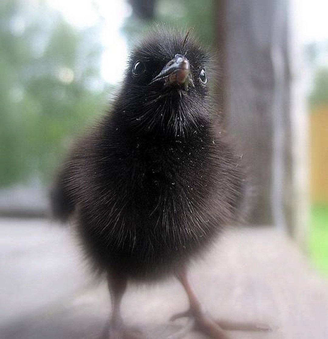 Детеныш ворона