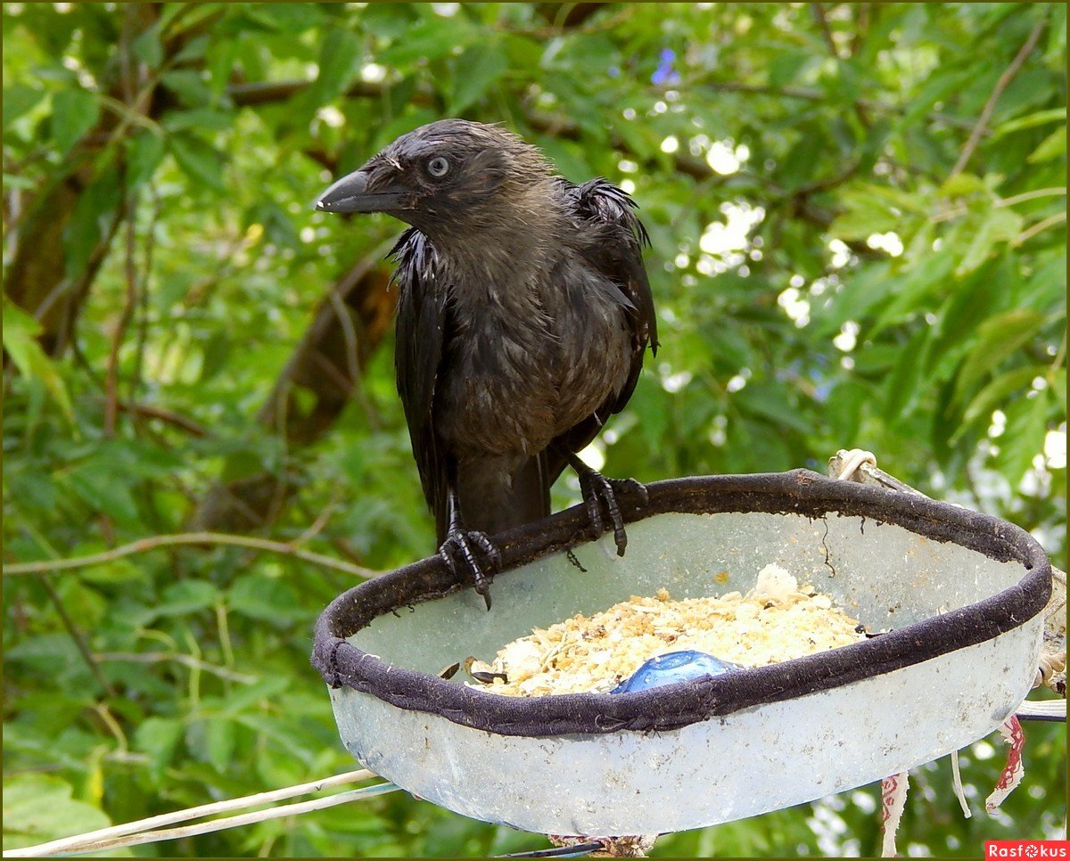 Галка с галчатами