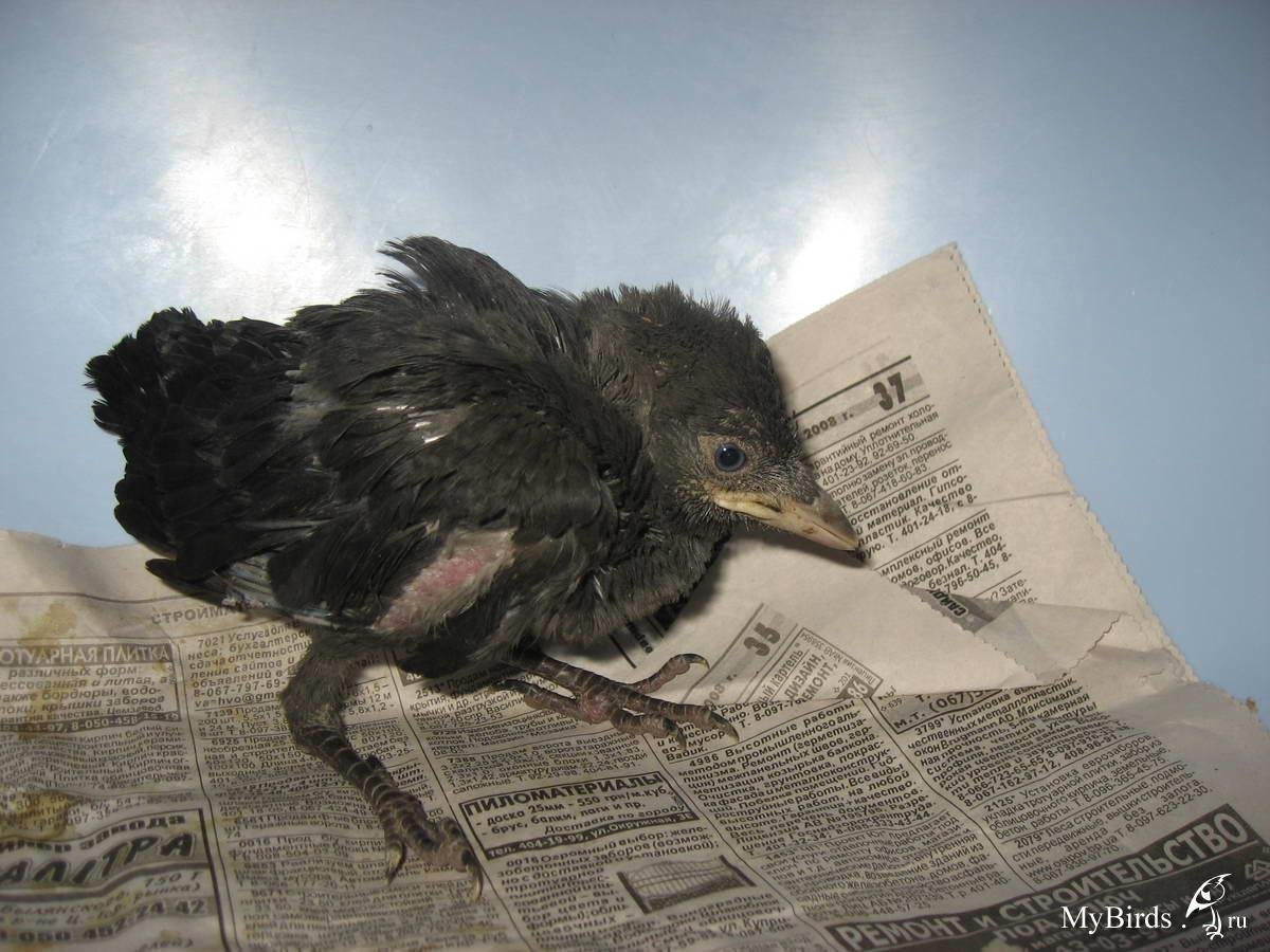 Синяя Галка птица