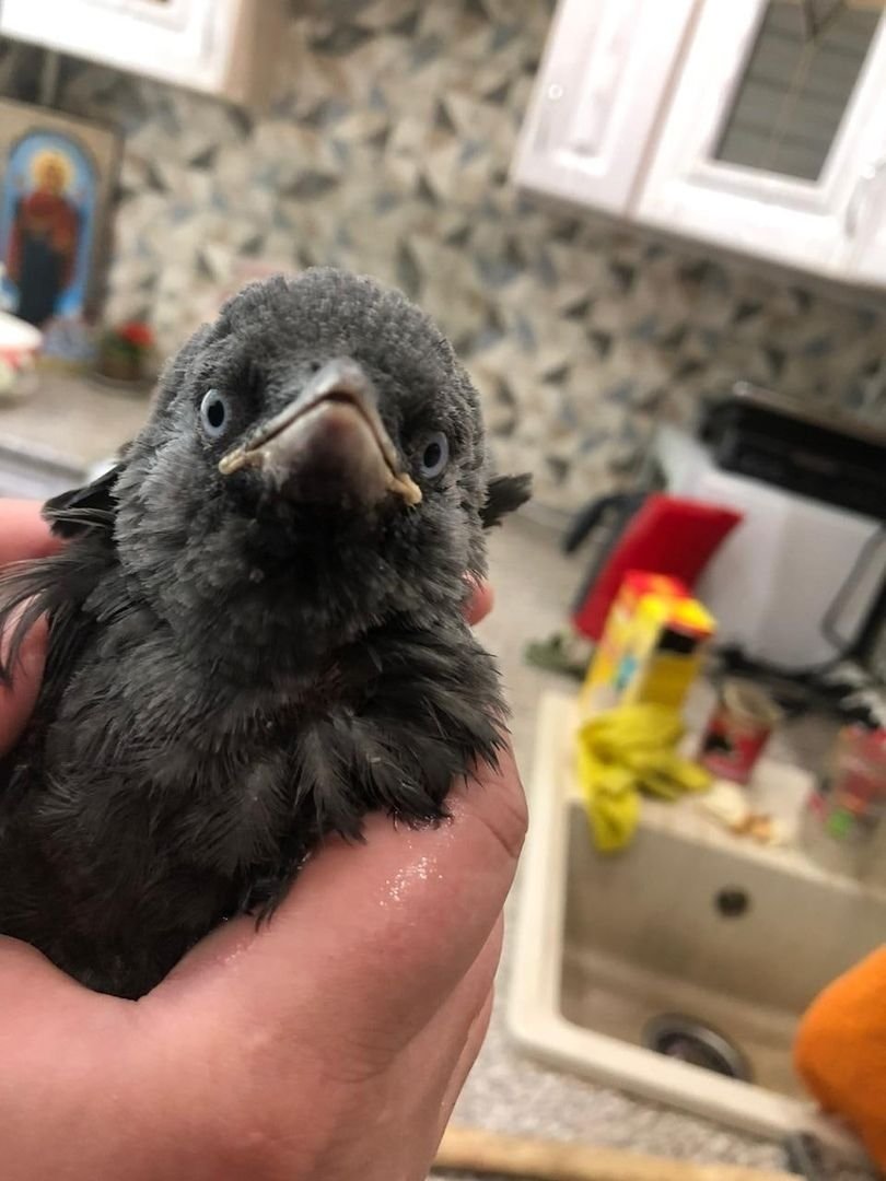 Галка обыкновенная