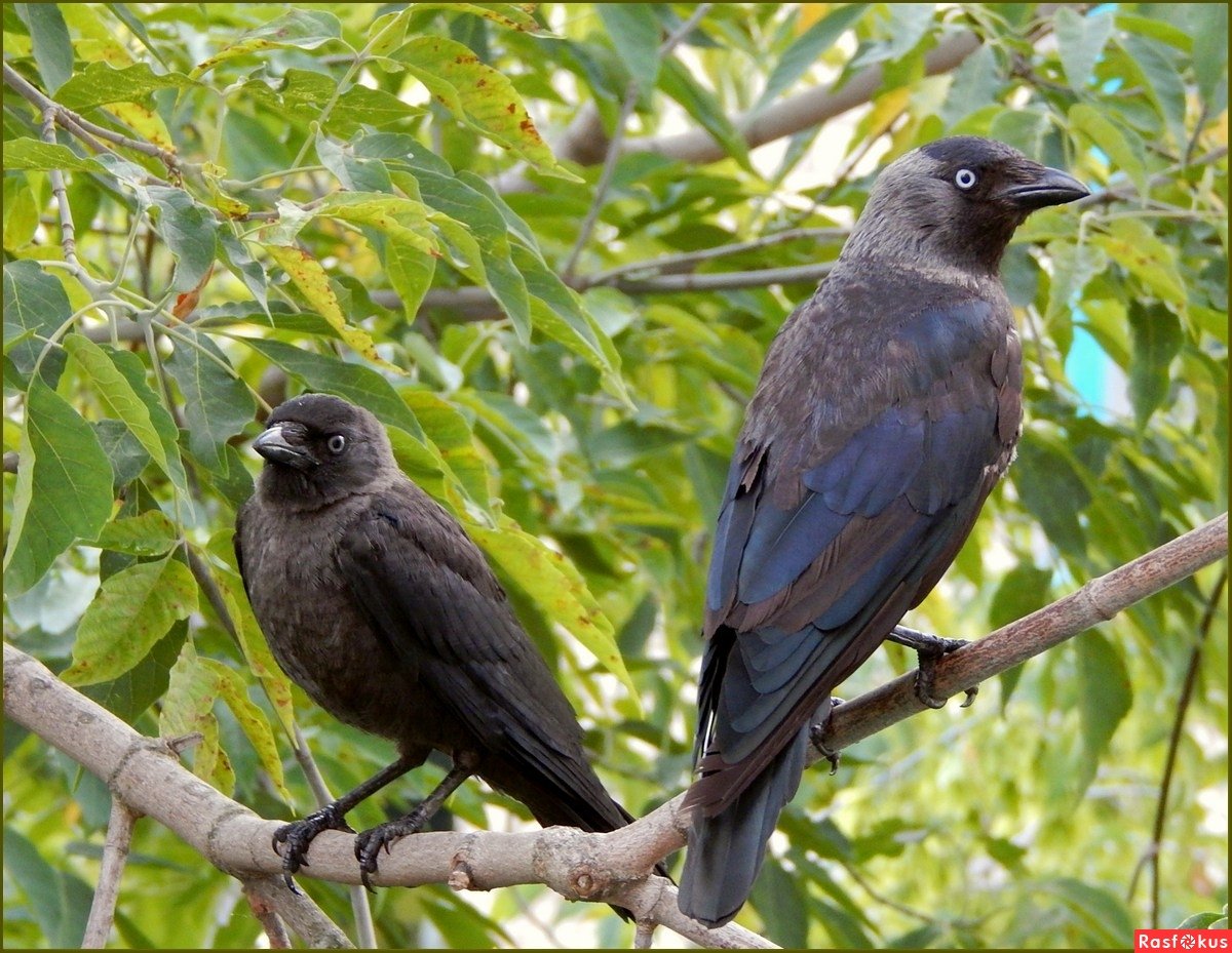 Гнездо галки